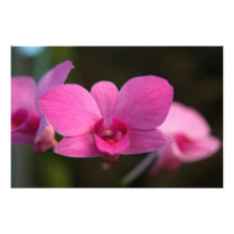 Magenta Miracle Photo Art