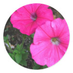 Magenta Morning Glory Sticker