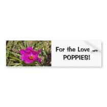Magenta Pink Poppy Flower