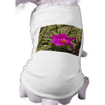 Magenta Pink Poppy Flower