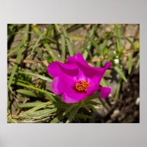 Magenta Pink Poppy Flower