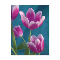 magenta tulips postcard