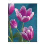 magenta tulips postcard