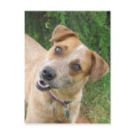 Maggie Post Card