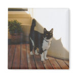 Magic Cat - Customised Fridge Magnets