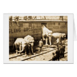 Magic Lantern Slide Ringling Bros Elephant Train cards