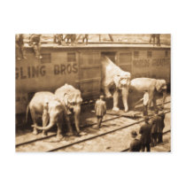 Magic Lantern Slide Ringling Bros Elephant Train Postcards