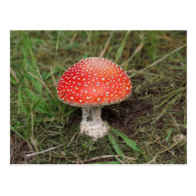 Magic Mushroom Postcards