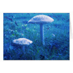 Magic Shroom In Blue Cards