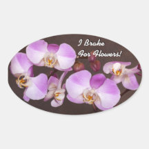 Magical Beauty of Phalaenopsis Orchid Oval Stickers