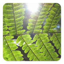 Magical Ferns (3) Stickers