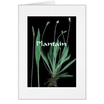 Magical Plants - Plantain Card
