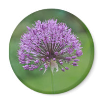 Magnet: Alium