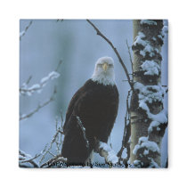 Magnet / Bald Eagle in Winter Snow