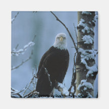 Magnet / Bald Eagle in Winter Snow