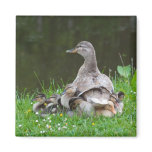 Magnet: Brooding Mother Mallard with Ducklings