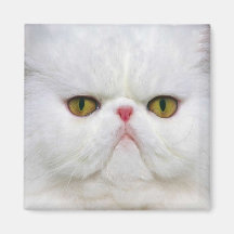 Magnet: Cat Magnet