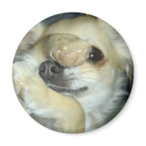 magnet chihuahua photo perso aimants