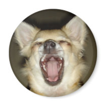 magnet chihuahua photo perso magnets pour réfrigérateur