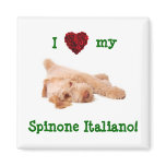Magnet, featuring gorgeous Spinone puppy l