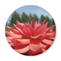 Magnet gifts Orange Dahlia Flower Florals magnets