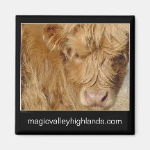 Magnet - Highland Cattle