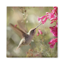Magnet_Hummingbird