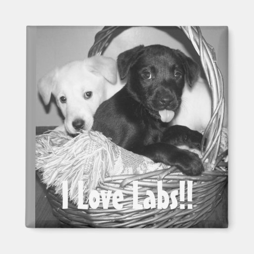 Magnet ), I Love Labs!!