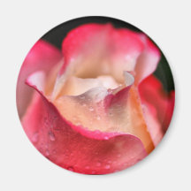Magnet - Rose Bloom with Water drops
