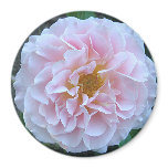 MAGNET, ROUND, FLORAL, PHOTOGRAPY, PINK ROSE