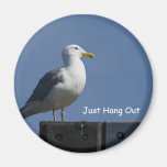 Magnet: Seagull: Just Hang Out