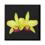 Magnet, square, 2 yellow-green cattleyas