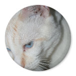 Magnet, White Cat