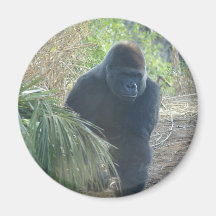 Magnificent Mountain Gorilla Refrigerator Magnet
