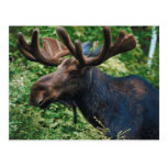 Magnificient Moose Postcards