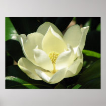 Magnolia Bloom Posters