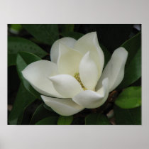 Magnolia Bloom Print