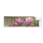 Magnolia Blooms bumper stickers