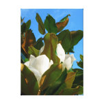 Magnolia Blossom Stretched Canvas Print