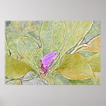 Magnolia bud canvas print