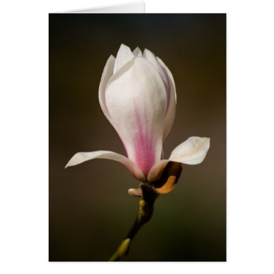 Magnolia by cARTerART Cards by cARTerART