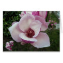 Magnolia cards