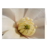 Magnolia Close-Up Greeting Card