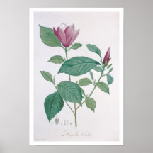 Magnolia discolour, engraved by Legrand (colour li Posters