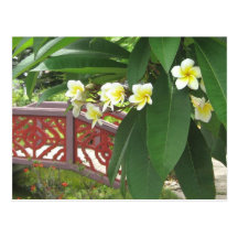 Magnolia Exotique Postcards