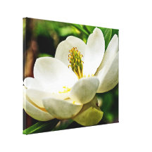 Magnolia Flower Close Up Gallery Wrap Canvas