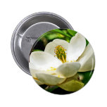 Magnolia Flower Close Up Pinback Buttons