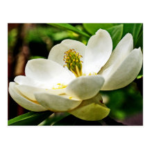 Magnolia Flower Close Up Postcards