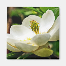 Magnolia Flower Close Up Refrigerator Magnet