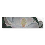 magnolia flower oil painting